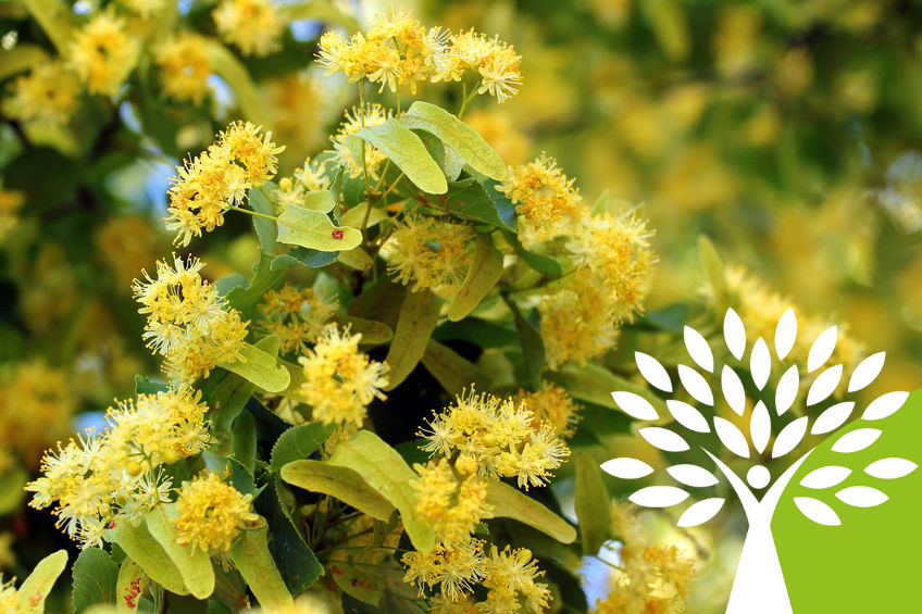 Il Tiglio ha un'azione emolliente per il muco