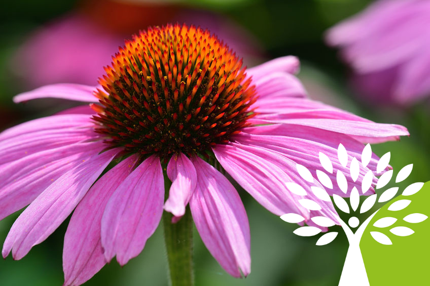 Echinacea per te tue difese immunitarie